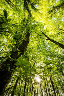Spring sunrise in La Fageda D En Jorda Forest, La Garrotxa, Spain.