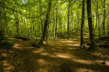 Spring sunrise in La Fageda D En Jorda Forest, La Garrotxa, Spain.