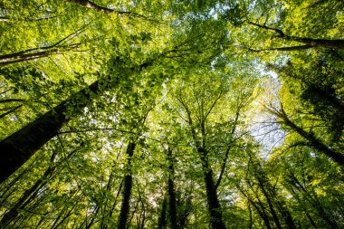 Spring sunrise in La Fageda D En Jorda Forest, La Garrotxa, Spain.