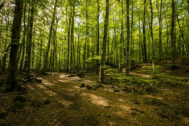 Spring sunrise in La Fageda D En Jorda Forest, La Garrotxa, Spain.