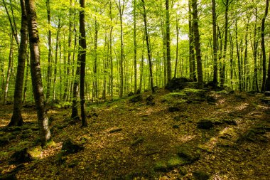 Spring sunrise in La Fageda D En Jorda Forest, La Garrotxa, Spain.