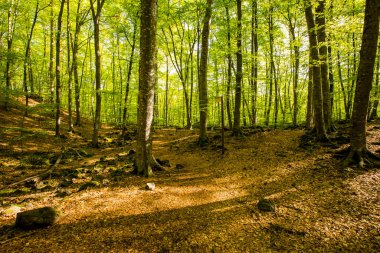 Spring sunrise in La Fageda D En Jorda Forest, La Garrotxa, Spain.