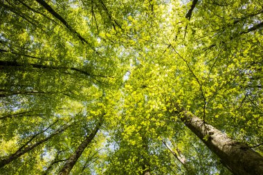 Spring sunrise in La Fageda D En Jorda Forest, La Garrotxa, Spain.