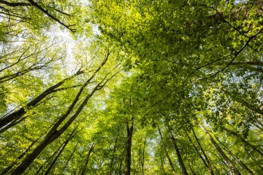 Spring sunrise in La Fageda D En Jorda Forest, La Garrotxa, Spain.