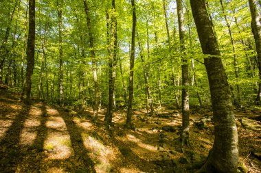 Spring sunrise in La Fageda D En Jorda Forest, La Garrotxa, Spain.