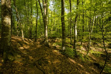 Spring sunrise in La Fageda D En Jorda Forest, La Garrotxa, Spain.