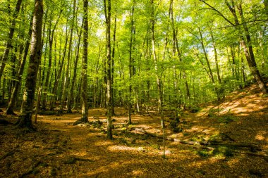 Spring sunrise in La Fageda D En Jorda Forest, La Garrotxa, Spain.