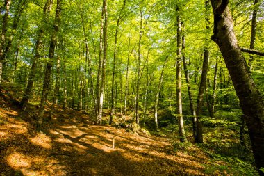 Spring sunrise in La Fageda D En Jorda Forest, La Garrotxa, Spain.