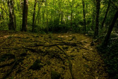 Spring sunrise in La Fageda D En Jorda Forest, La Garrotxa, Spain.