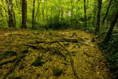 Spring sunrise in La Fageda D En Jorda Forest, La Garrotxa, Spain.