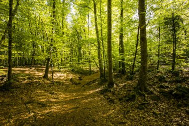 Spring sunrise in La Fageda D En Jorda Forest, La Garrotxa, Spain.
