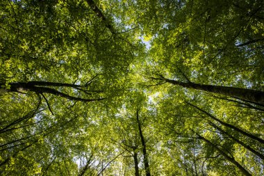 Spring sunrise in La Fageda D En Jorda Forest, La Garrotxa, Spain.
