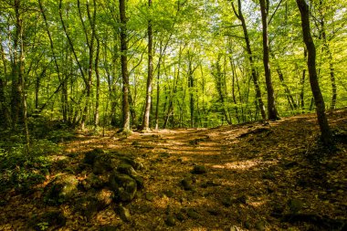 Spring sunrise in La Fageda D En Jorda Forest, La Garrotxa, Spain.