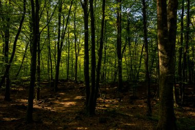 Spring sunrise in La Fageda D En Jorda Forest, La Garrotxa, Spain.
