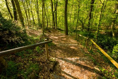 Spring sunrise in La Fageda D En Jorda Forest, La Garrotxa, Spain.