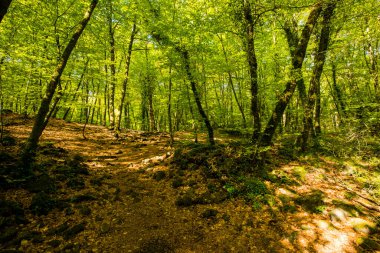 Spring sunrise in La Fageda D En Jorda Forest, La Garrotxa, Spain.