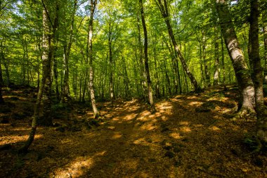 Spring sunrise in La Fageda D En Jorda Forest, La Garrotxa, Spain.