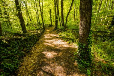 Spring sunrise in La Fageda D En Jorda Forest, La Garrotxa, Spain.