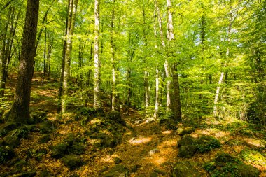 Spring sunrise in La Fageda D En Jorda Forest, La Garrotxa, Spain.