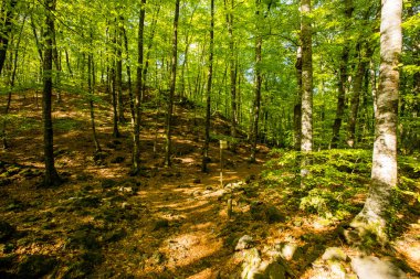 Spring sunrise in La Fageda D En Jorda Forest, La Garrotxa, Spain.