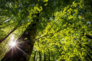 Spring sunrise in La Fageda D En Jorda Forest, La Garrotxa, Spain.