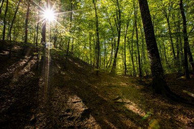 Spring sunrise in La Fageda D En Jorda Forest, La Garrotxa, Spain.