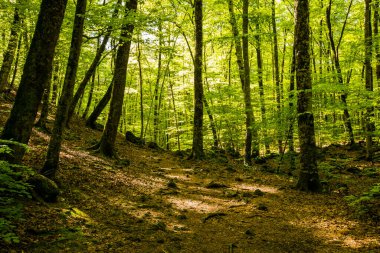 Spring sunrise in La Fageda D En Jorda Forest, La Garrotxa, Spain.