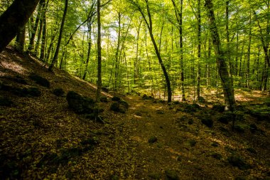 Spring sunrise in La Fageda D En Jorda Forest, La Garrotxa, Spain.