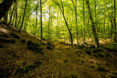 Spring sunrise in La Fageda D En Jorda Forest, La Garrotxa, Spain.