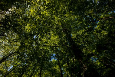 Spring sunrise in La Fageda D En Jorda Forest, La Garrotxa, Spain.