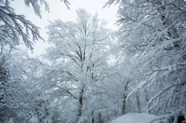 Winter landscape and snowfall in La Grevolosa forest, Osona, Barcelona, northern Spain.