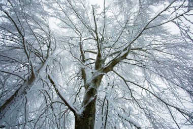 Winter landscape and snowfall in La Grevolosa forest, Osona, Barcelona, northern Spain.