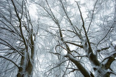 Winter landscape and snowfall in La Grevolosa forest, Osona, Barcelona, northern Spain.
