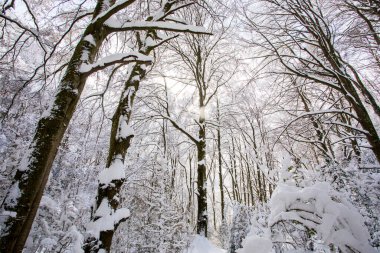 Winter landscape and snowfall in La Grevolosa forest, Osona, Barcelona, northern Spain.