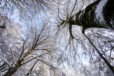 Winter landscape and snowfall in La Grevolosa forest, Osona, Barcelona, northern Spain.