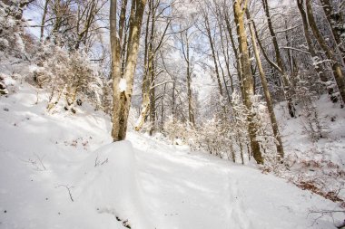 Winter landscape and snowfall in La Grevolosa forest, Osona, Barcelona, northern Spain.