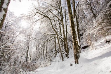 Winter landscape and snowfall in La Grevolosa forest, Osona, Barcelona, northern Spain.