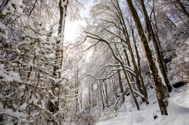 Winter landscape and snowfall in La Grevolosa forest, Osona, Barcelona, northern Spain.