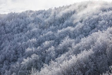 Winter snowfall in Collada De Bracons and Puigsacalm peak, La Garrotxa, Girona, northern Spain.