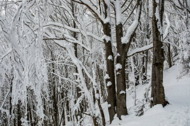 Winter snowfall in Collada De Bracons and Puigsacalm peak, La Garrotxa, Girona, northern Spain.