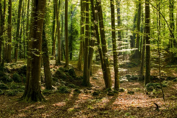 Stock image Spring sunrise in La Fageda D En Jorda Forest, La Garrotxa, Spain.