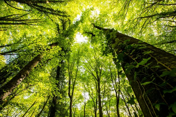 Spring sunrise in La Fageda D En Jorda Forest, La Garrotxa, Spain.