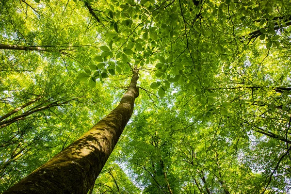 Spring sunrise in La Fageda D En Jorda Forest, La Garrotxa, Spain.