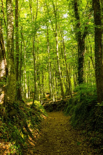 Spring sunrise in La Fageda D En Jorda Forest, La Garrotxa, Spain.