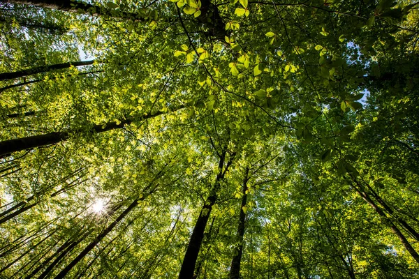 Spring Sunrise Fageda Jorda Forest Garrotxa Spain — Stock Photo, Image