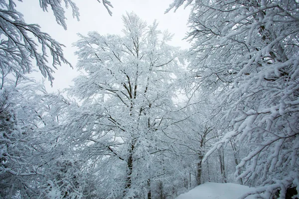 Winter Landscape Snowfall Grevolosa Forest Osona Barcelona Northern Spain — Stock Fotó