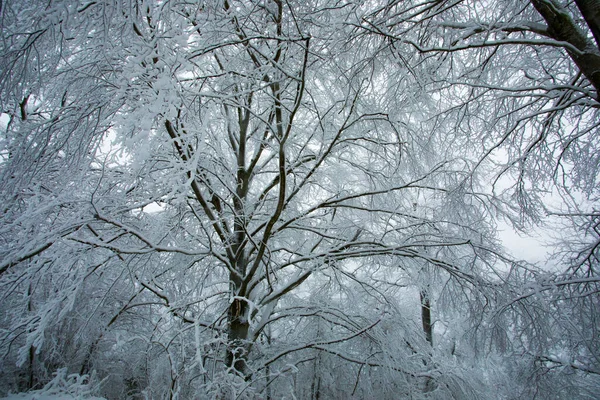 Winter Landscape Snowfall Grevolosa Forest Osona Barcelona Northern Spain — Stock Photo, Image