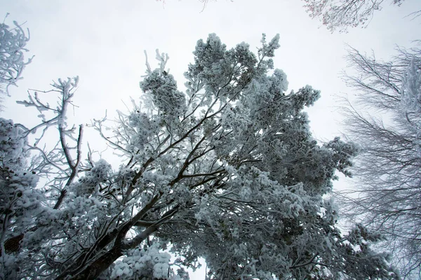 Χειμερινό Τοπίο Και Χιονόπτωση Grevolosa Forest Osona Βαρκελώνη Βόρεια Ισπανία — Φωτογραφία Αρχείου