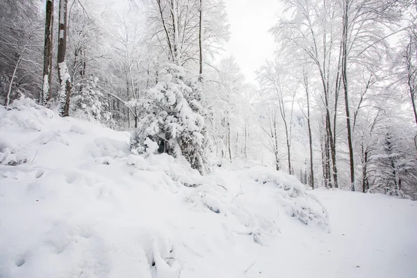 Winter Landscape Snowfall Grevolosa Forest Osona Barcelona Northern Spain — Stock Fotó