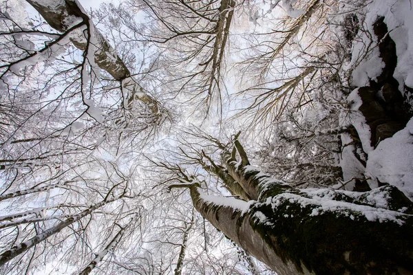 Winter Landscape Snowfall Grevolosa Forest Osona Barcelona Northern Spain — Fotografia de Stock